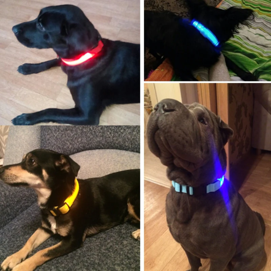 MLH Animals-bright LED dog collars, rechargeable, multiple colors and sizes