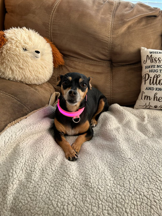 MLH Animals-bright LED dog collars, rechargeable, multiple colors and sizes