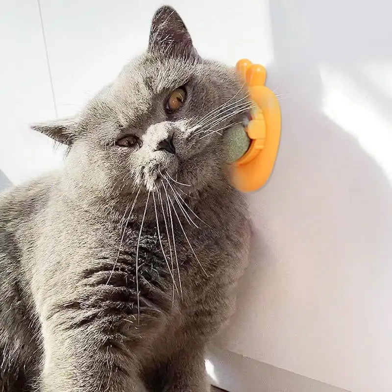 Catnip Wall Ball Toys